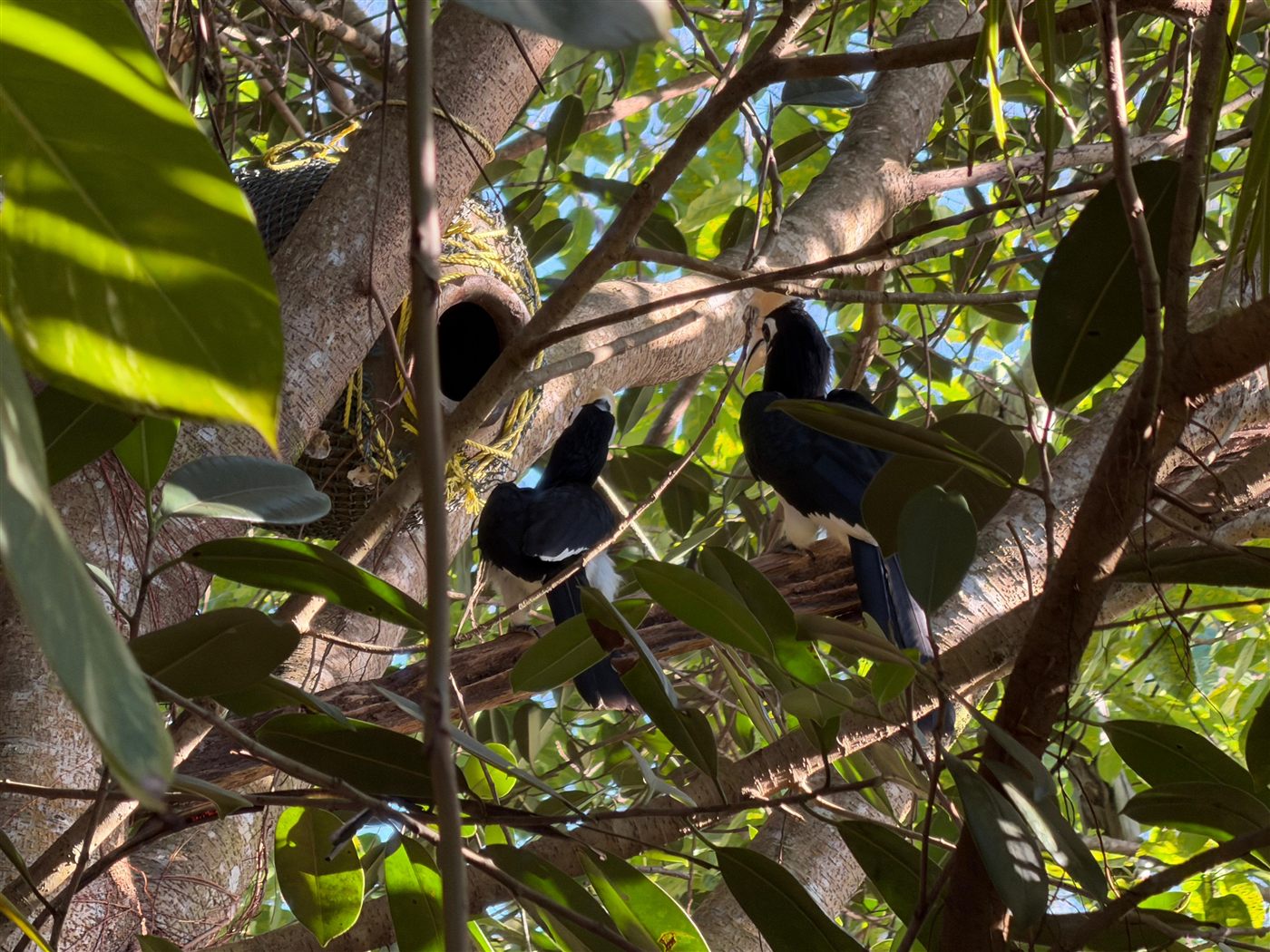 Zwei Nashornvögel an ihrem Nest in einem Baum auf Koh Phayam